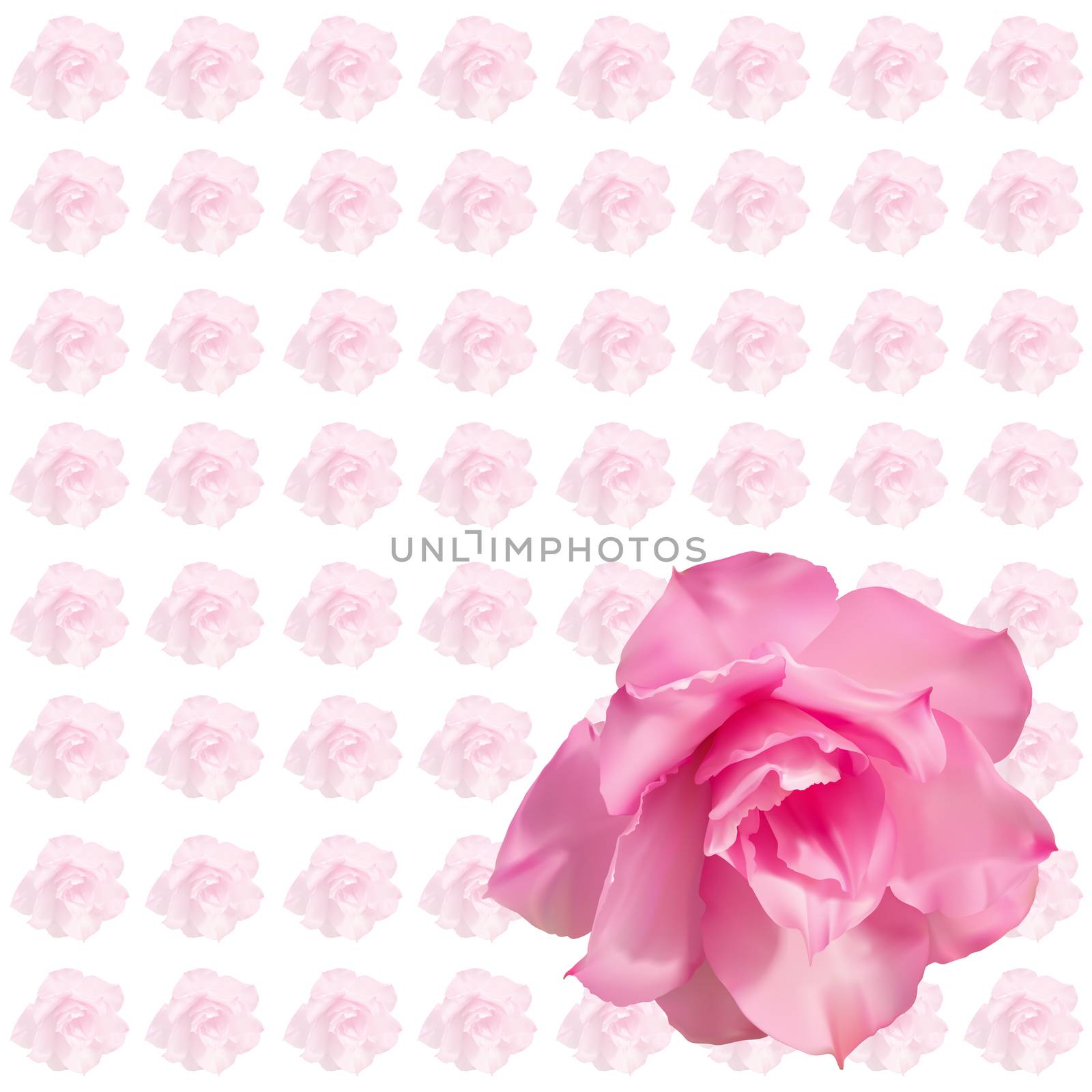 Pink desert rose flower isolated on white background