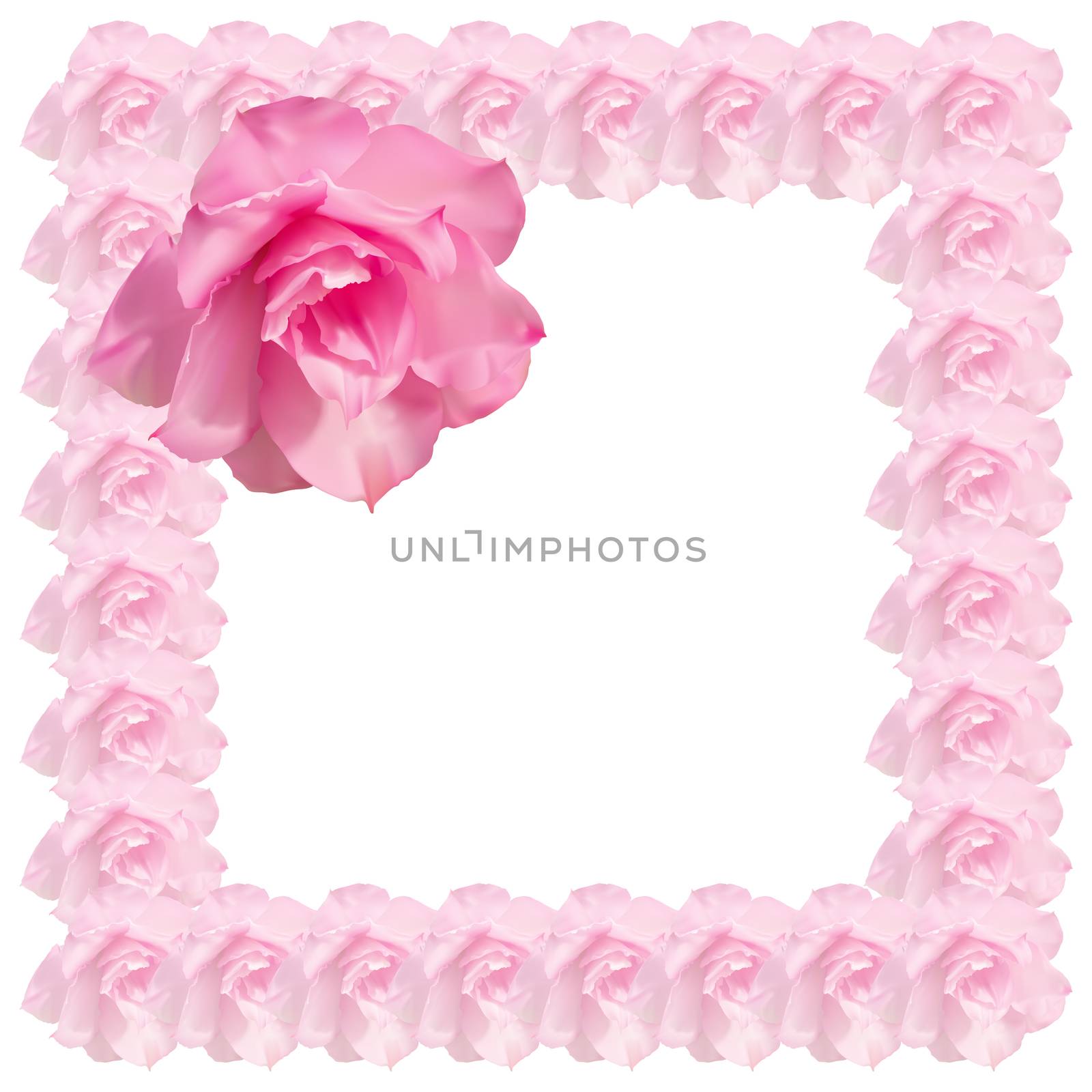 Pink desert rose flower isolated on white background with space