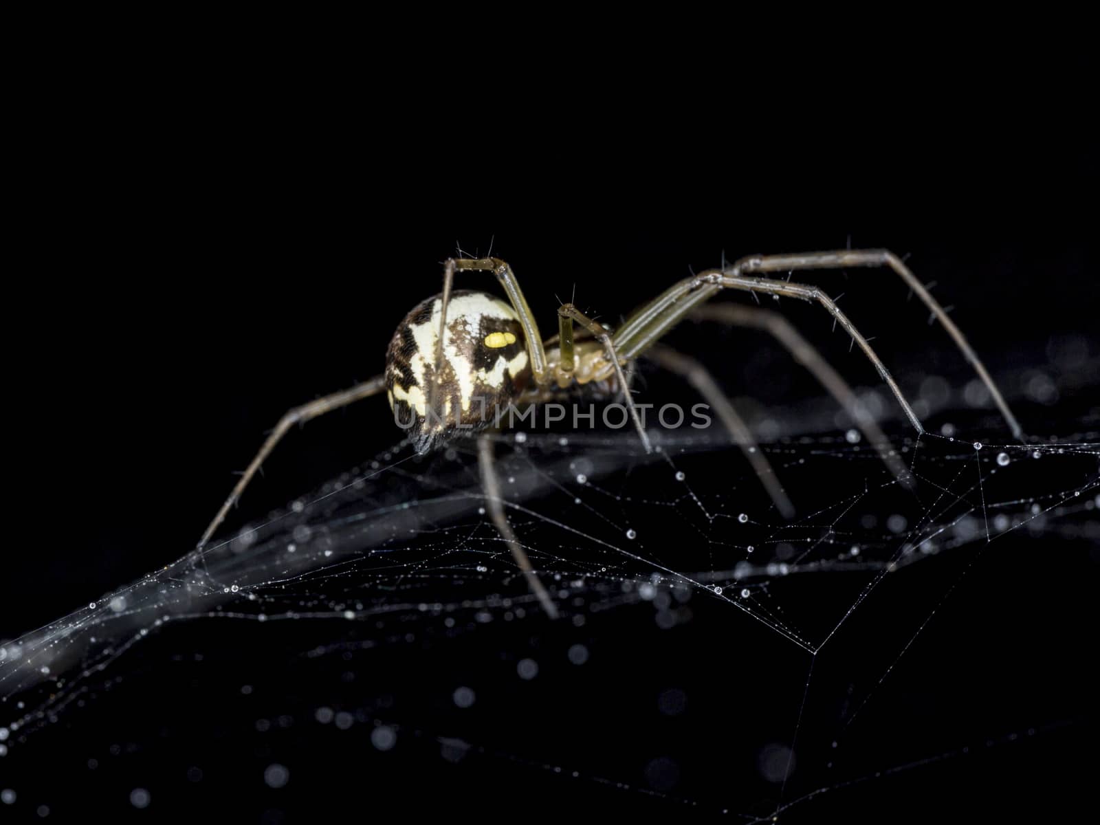 Spider on Cobweb with water droplets close up.