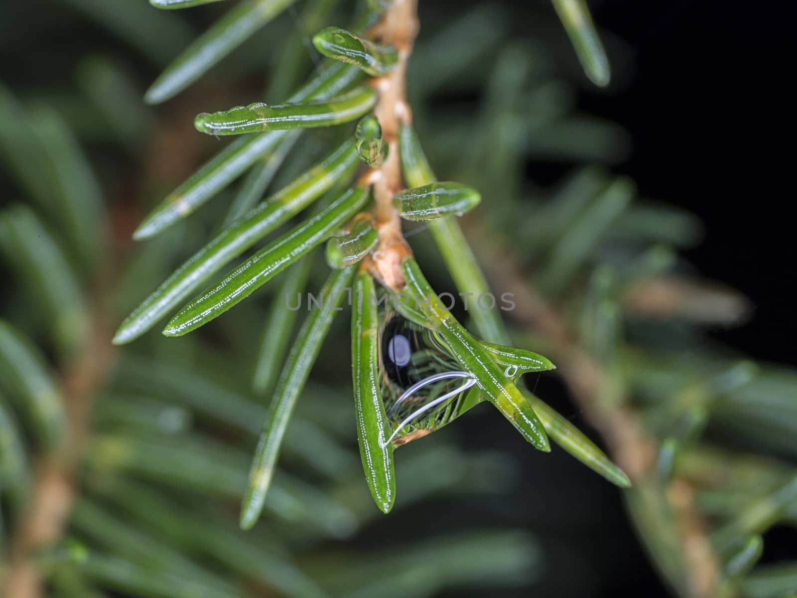 Spruce Twig Close Up with water.