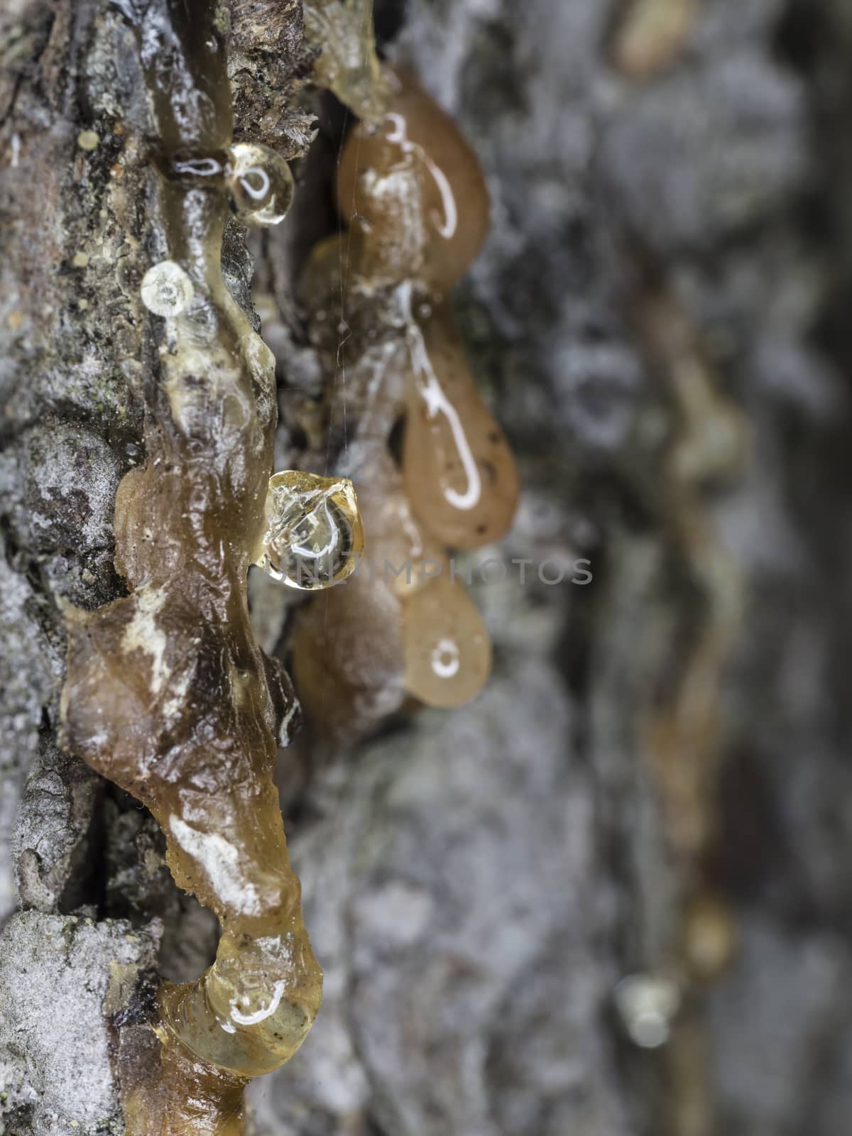 Resin Pouring Down Tree Stem Close up.