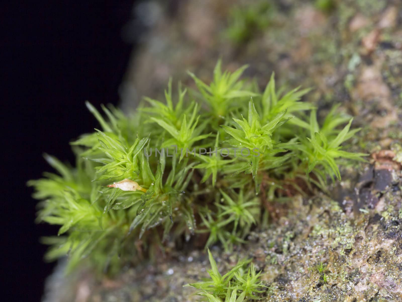 Green Moss on Tree Stem close up.