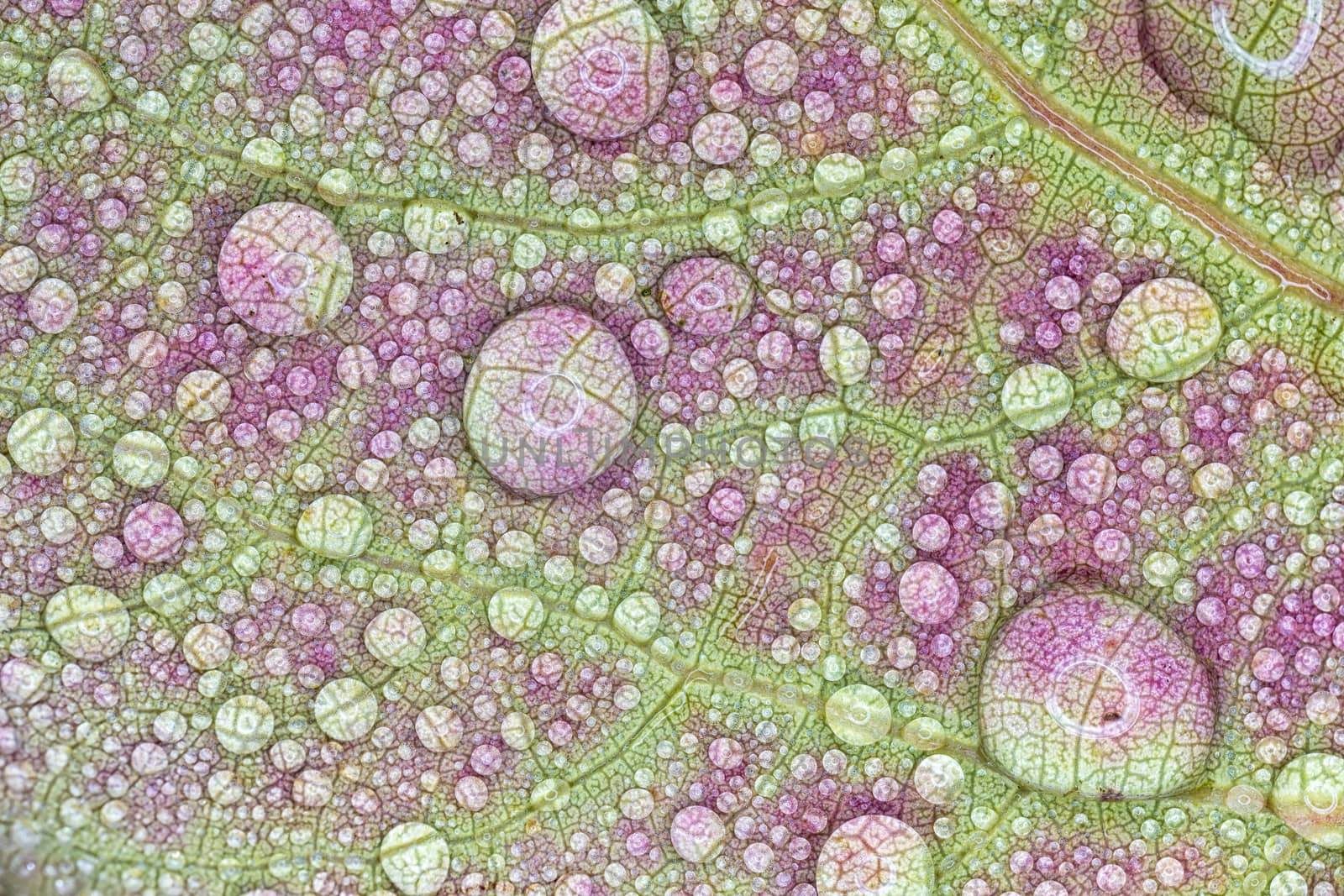 Leaf with Water Droplets Close Up.