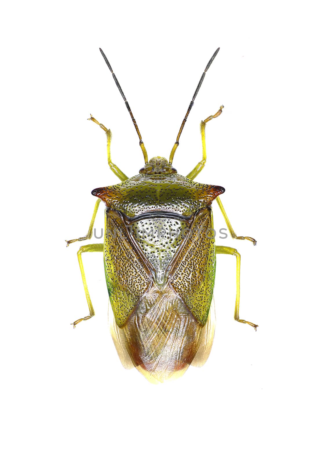 Hawthorn Shield Bug on white Background  -  Acanthosoma haemorrhoidale (Linnaeus, 1758)