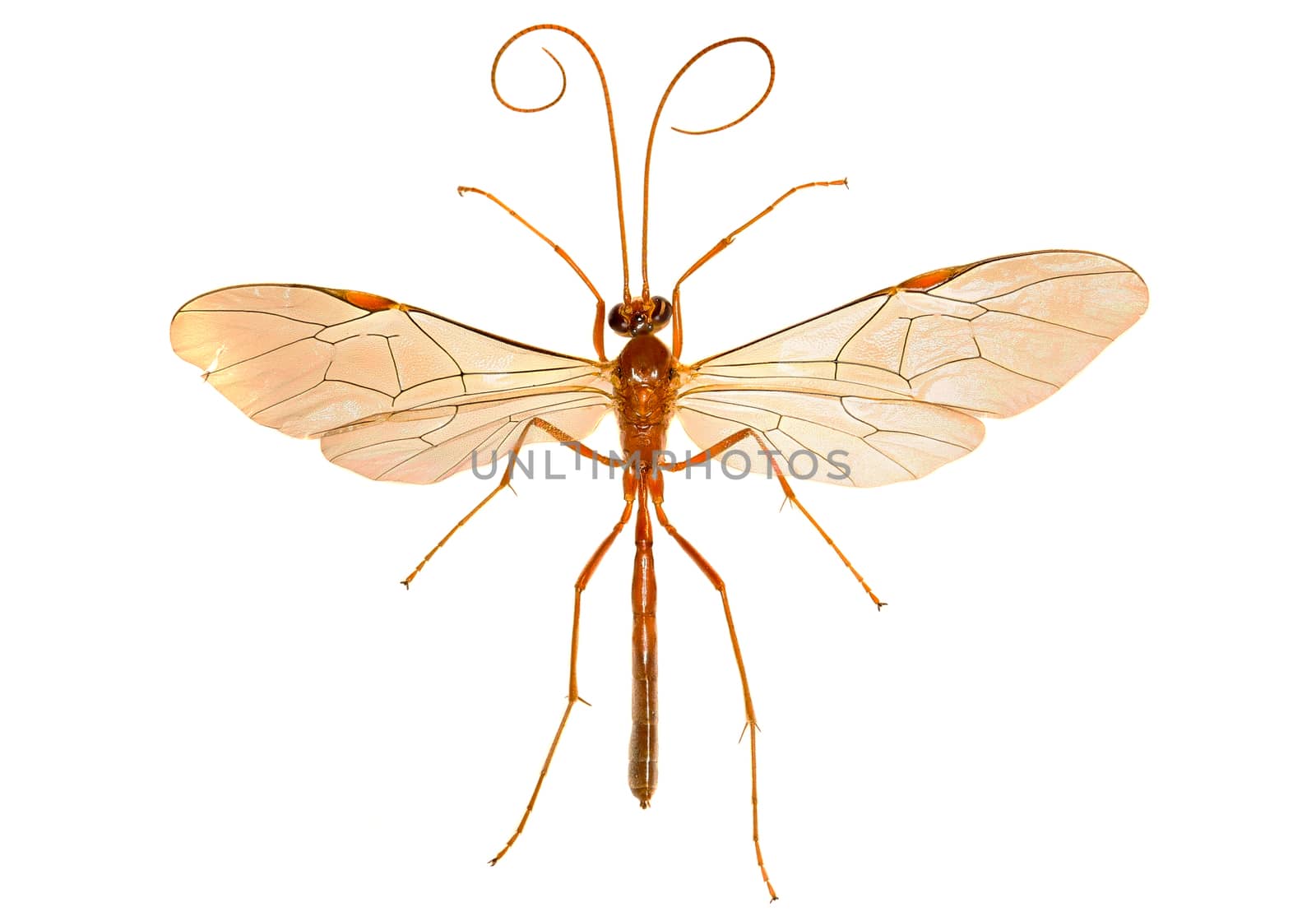 Ichneumon Wasp on white Background  -  Ophion sp. by gstalker