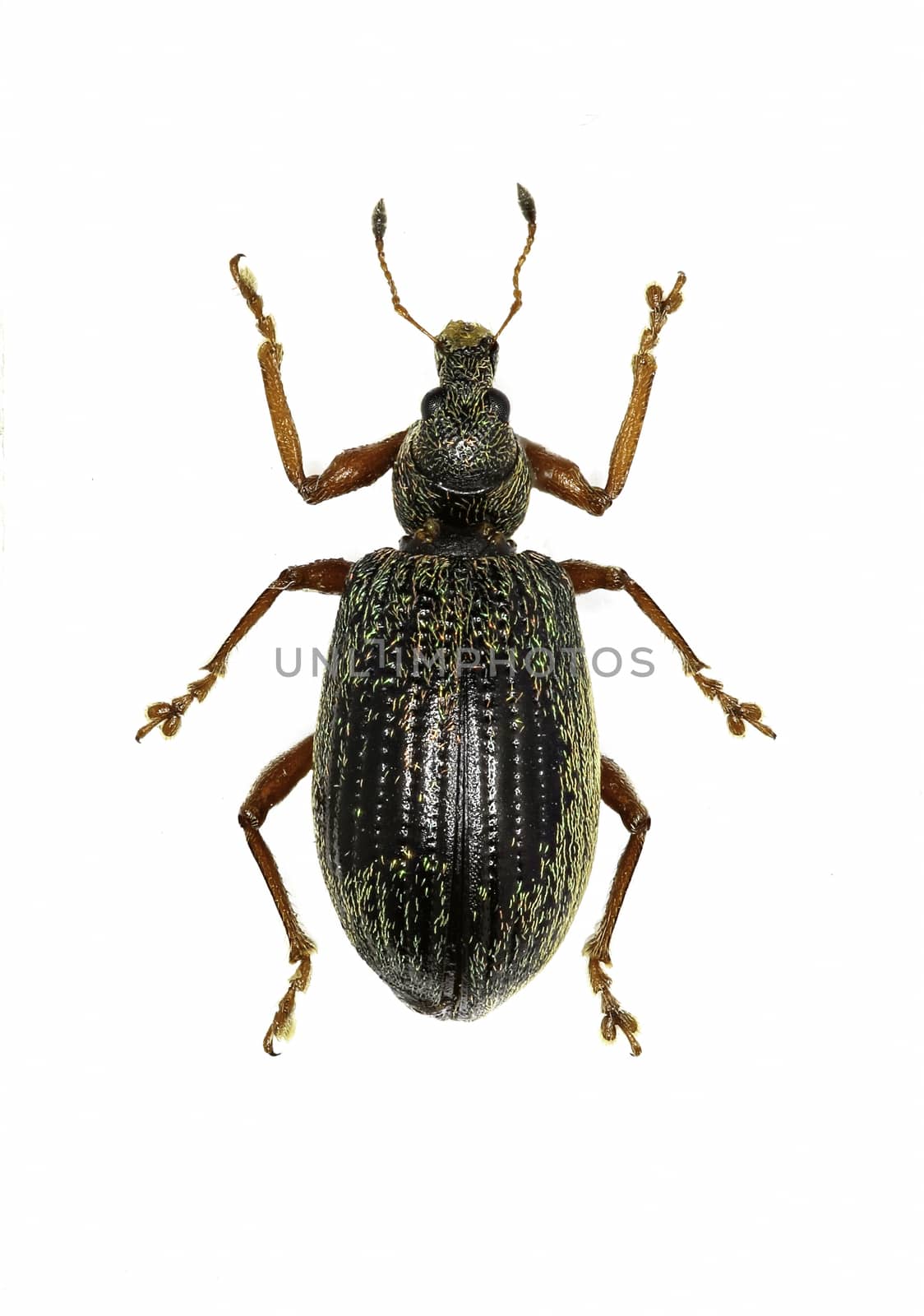 Broad-nosed Weevils on white Background  -  Polydrusus (Eudipnus) mollis (Stroem, 1768)