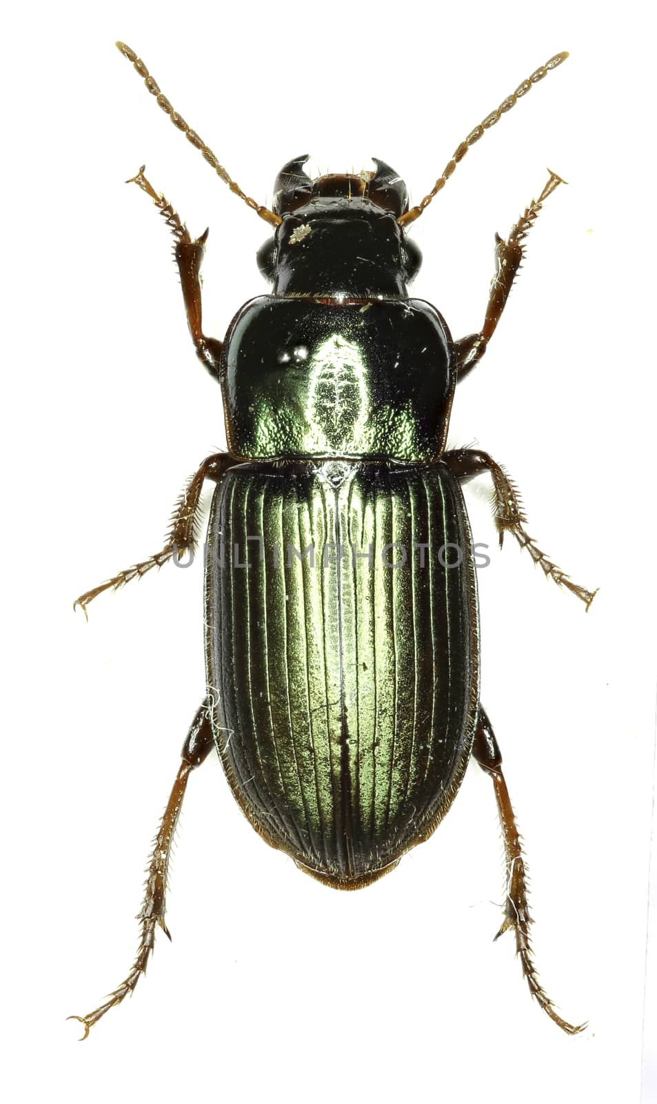 Green Ground Beetle Harpalus on white Background  -  Harpalus affinis (Schrank 1781) by gstalker