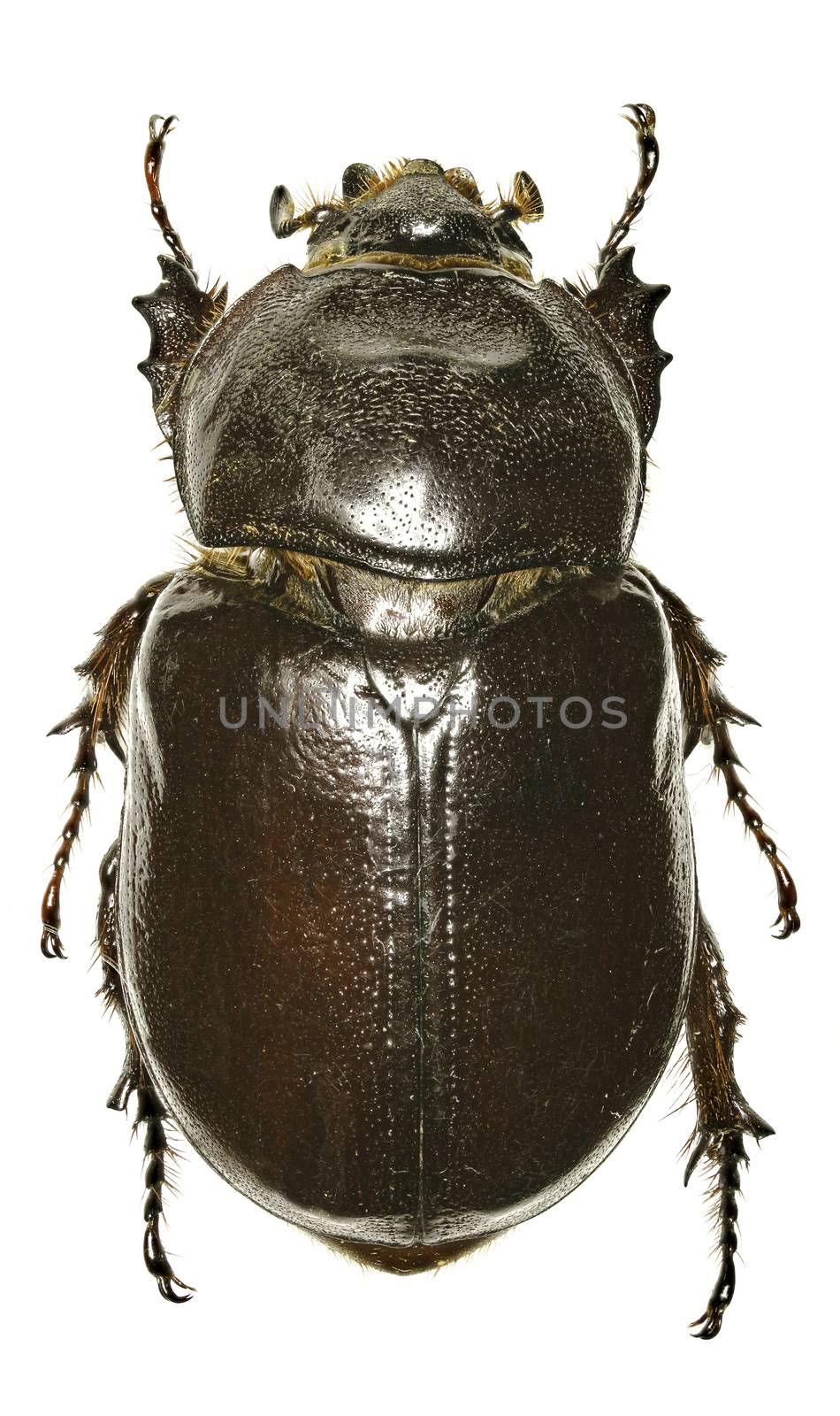 European rhinoceros beetle on white Background - Oryctes nasicornis  (Linnaeus, 1758)