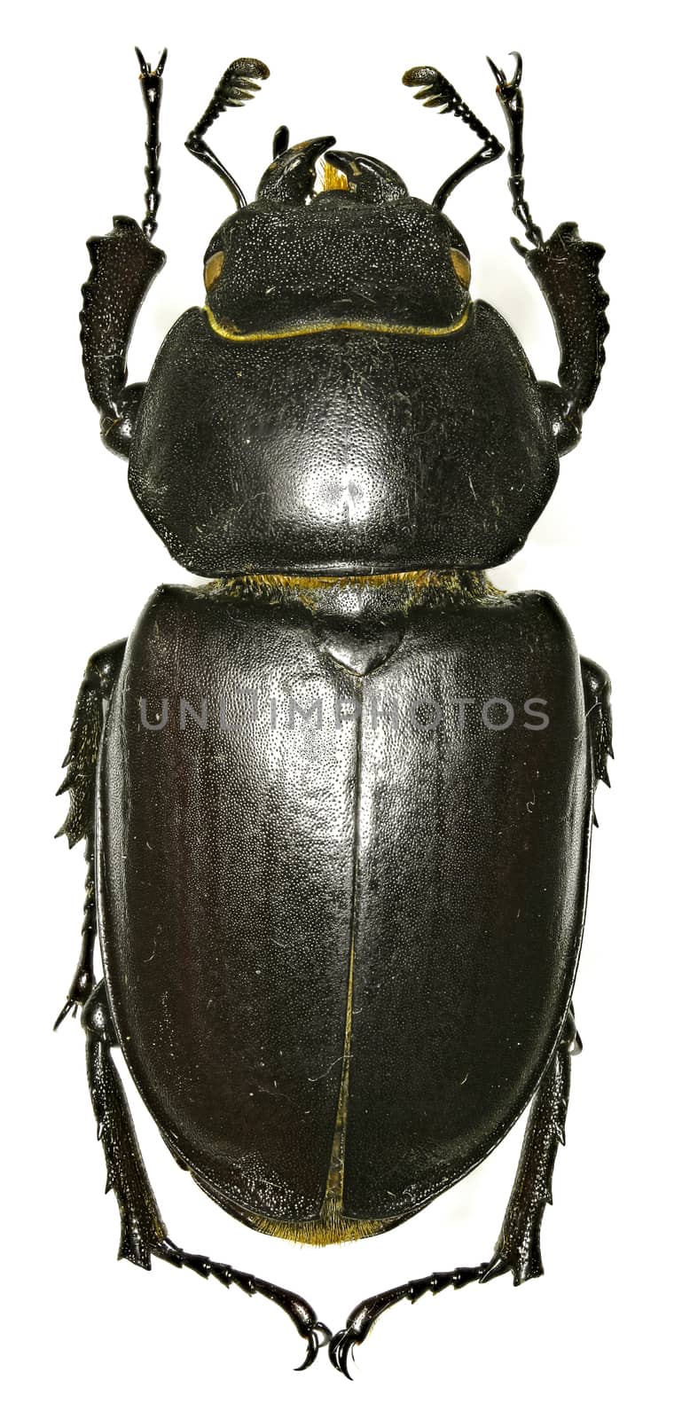 The stag beetle on white Background  -  Lucanus cervus (Linnaeus, 1758)