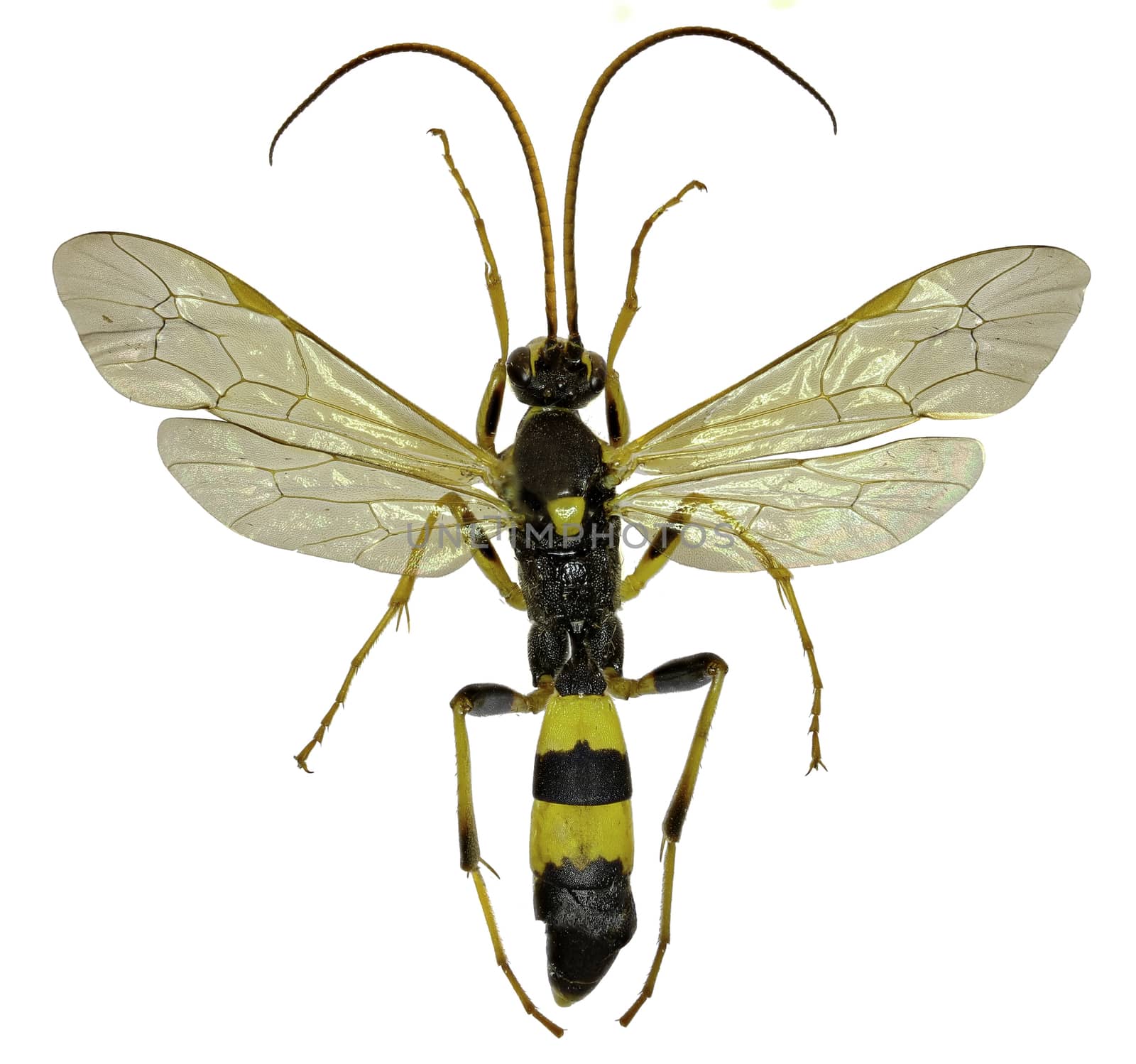The Parasitic Wasp Amblyteles on white Background  -  Amblyteles armatorius  (Frster, 1771)