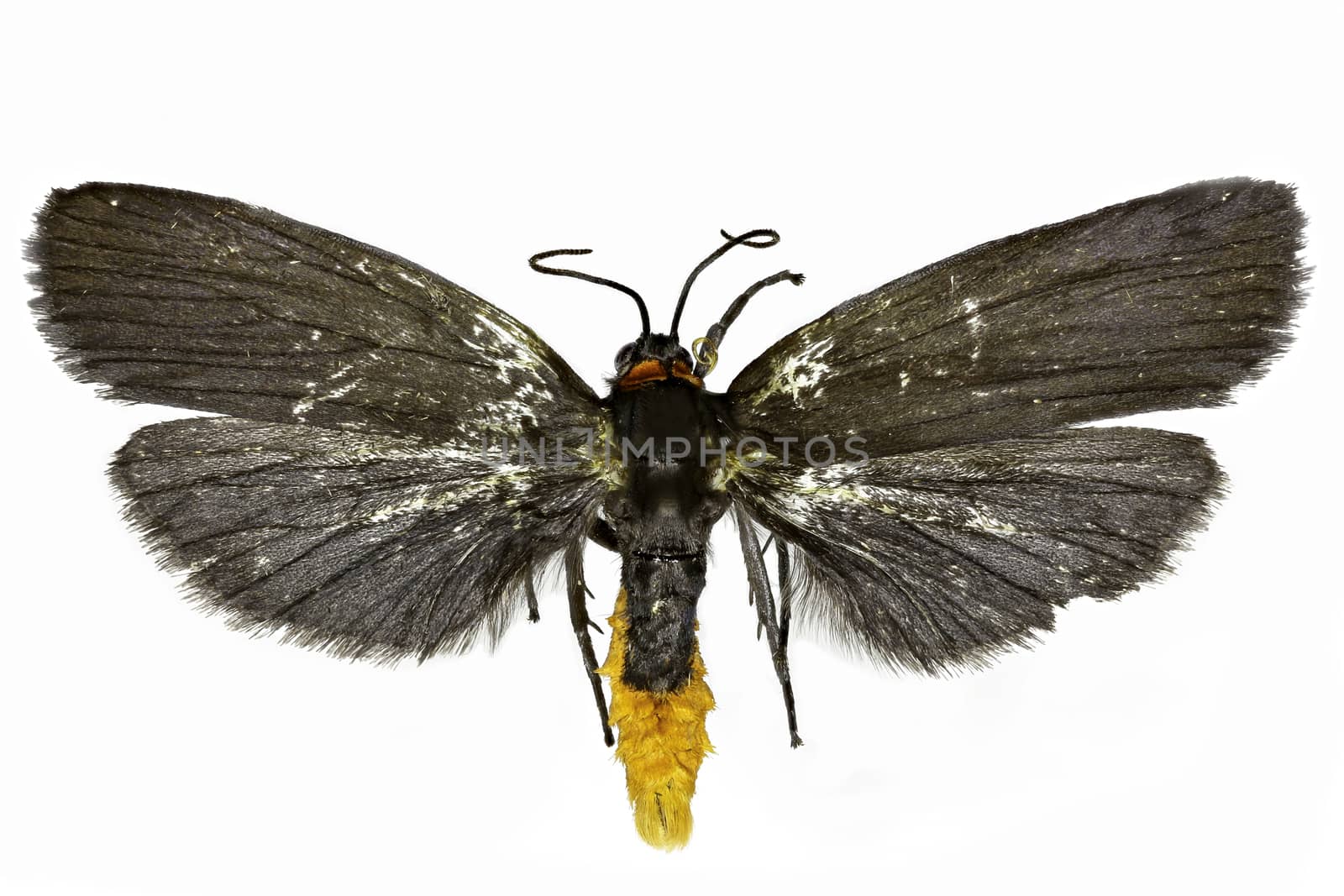 Red-necked Footman on white Background  -  Atolmis rubricollis  (Linnaeus, 1758) by gstalker