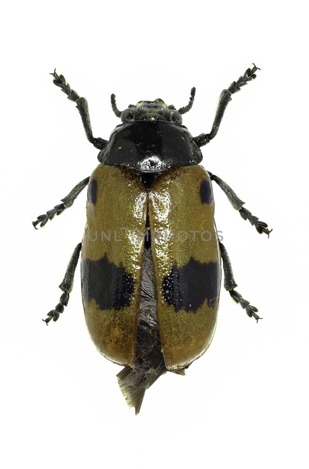 Short-horned Leaf Beetle on white Background  -  Clytra laeviuscula (Ratz., 1837) by gstalker