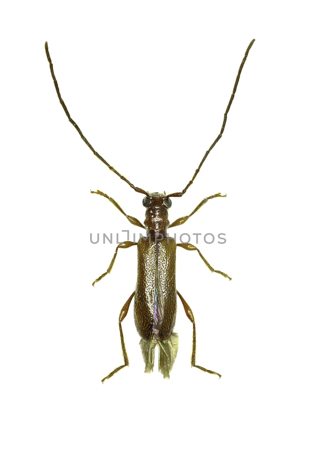 Brown Longhorn Beetle Obrium on white Background  -  Obrium brunneum (Fabricius 1792) by gstalker