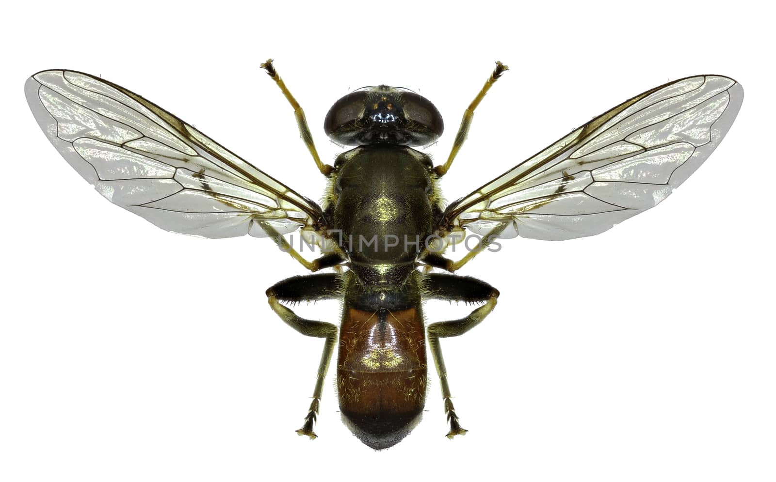 Hoverfly Xylota on white Background  -  Xylota segnis (Linnaeus, 1758)