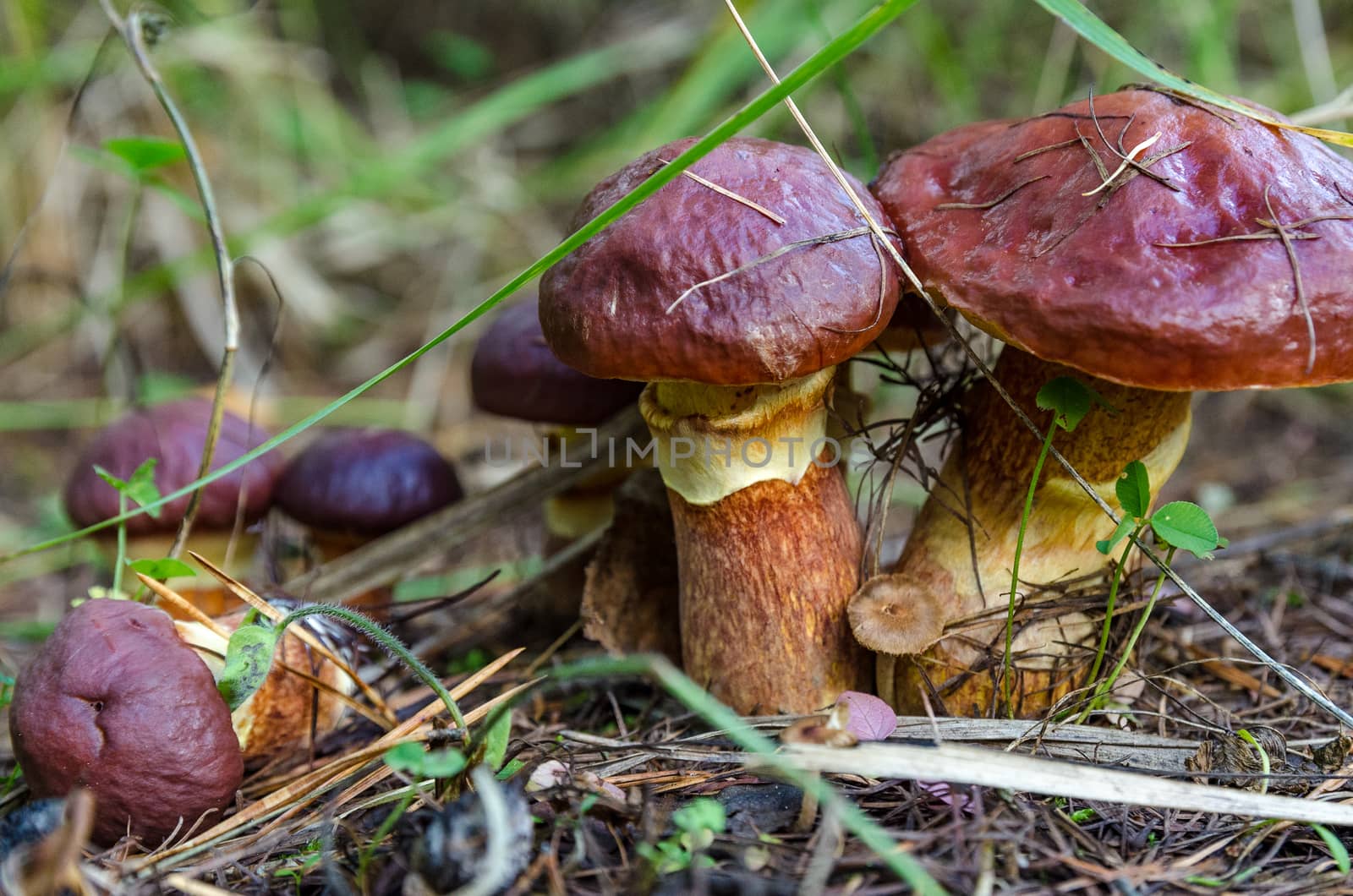 Mushrooms in the forest in early autumn, mushroom pickers collect