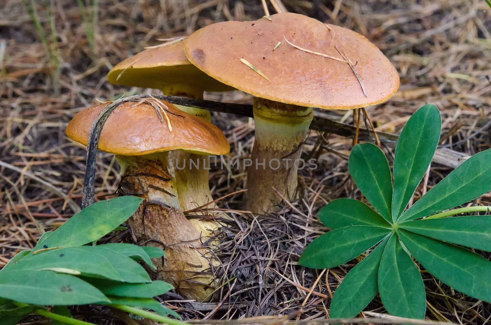 Mushrooms in the forest in early autumn, mushroom pickers collect