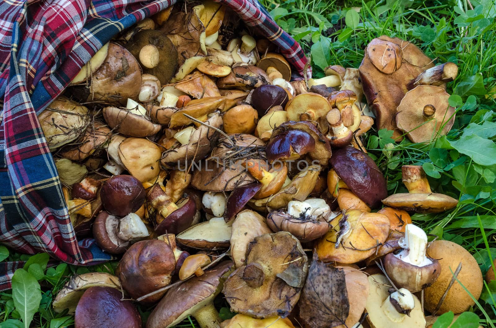 Mushrooms in the forest in early autumn, mushroom pickers collect