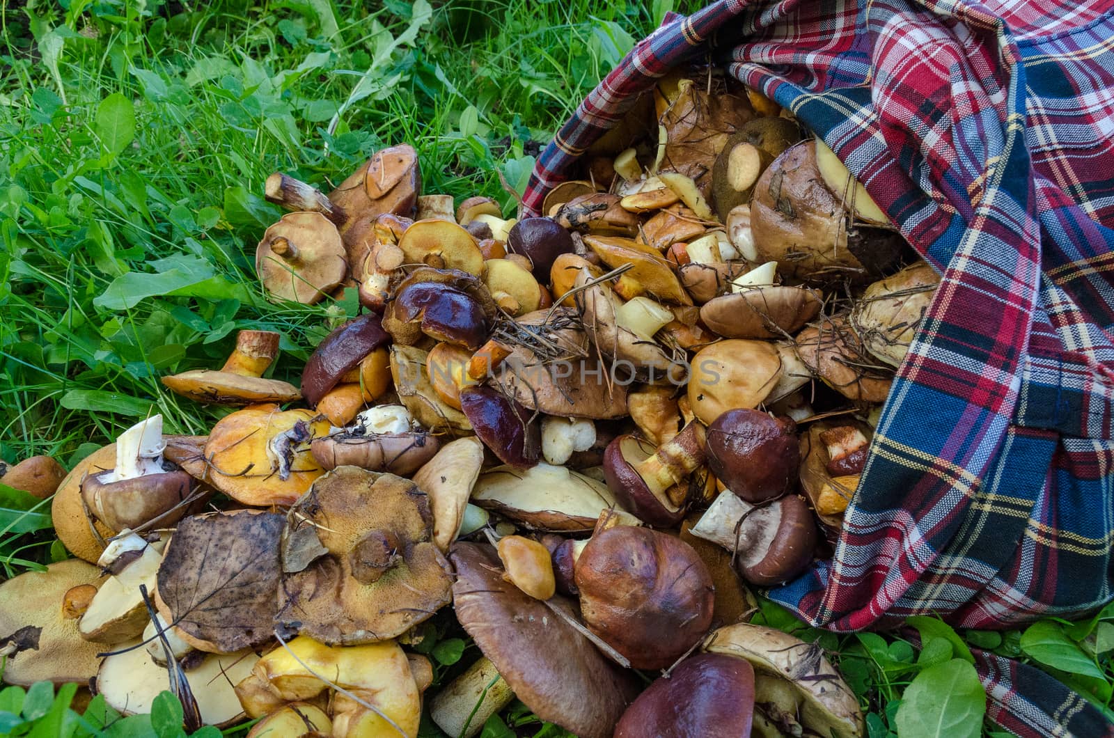 Mushrooms in the forest in early autumn, mushroom pickers collect
