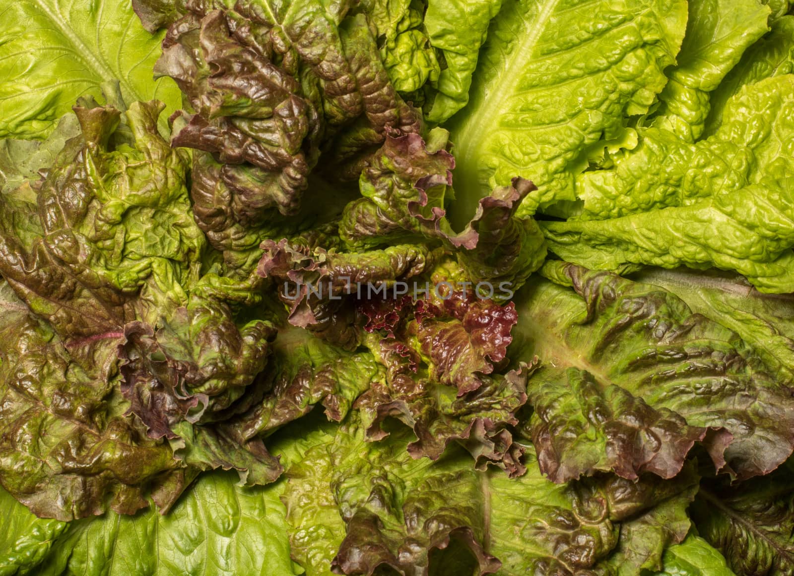 Fresh lettuce, close up. Corrugated leaves on entire background