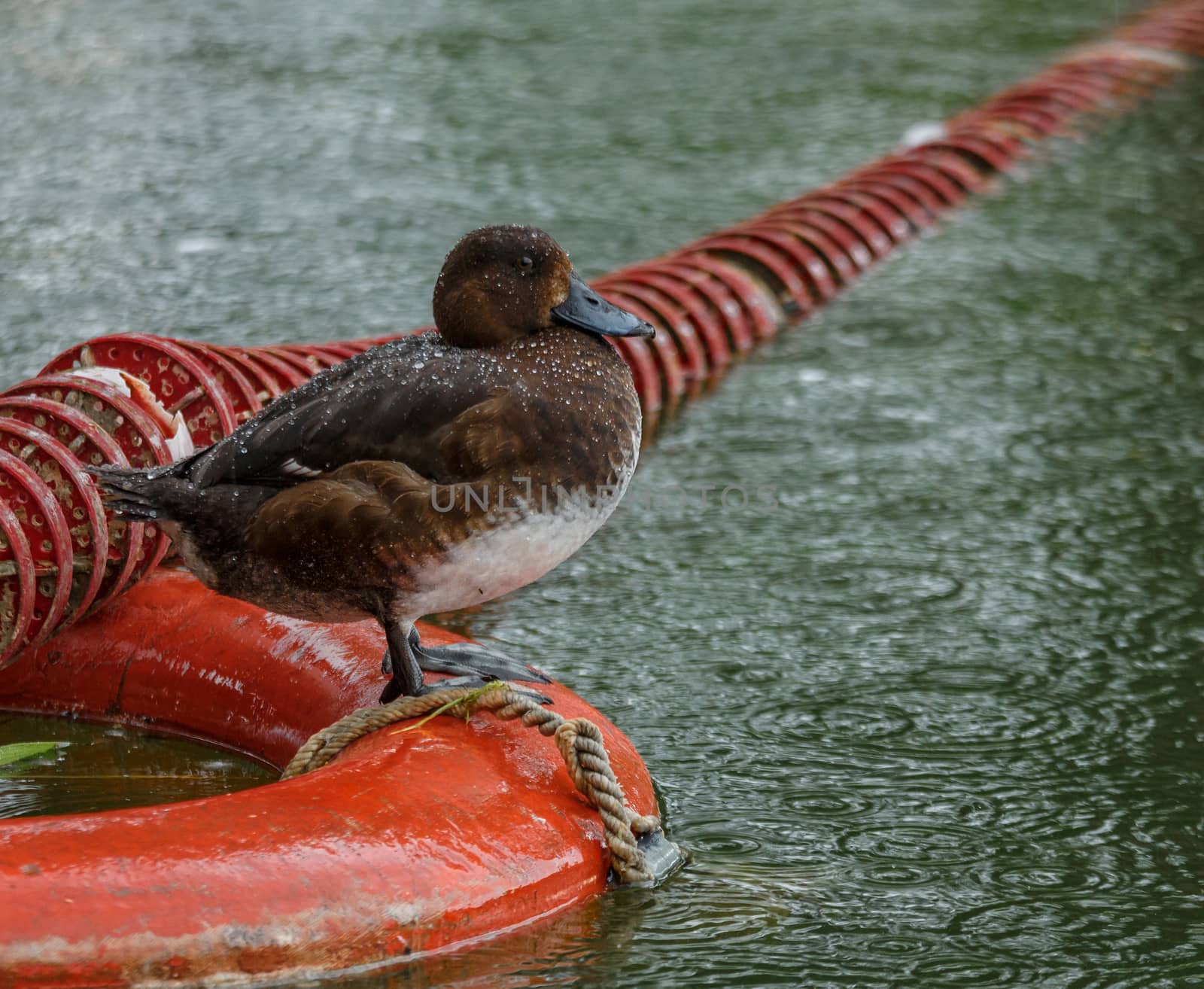 Duck on a buoy