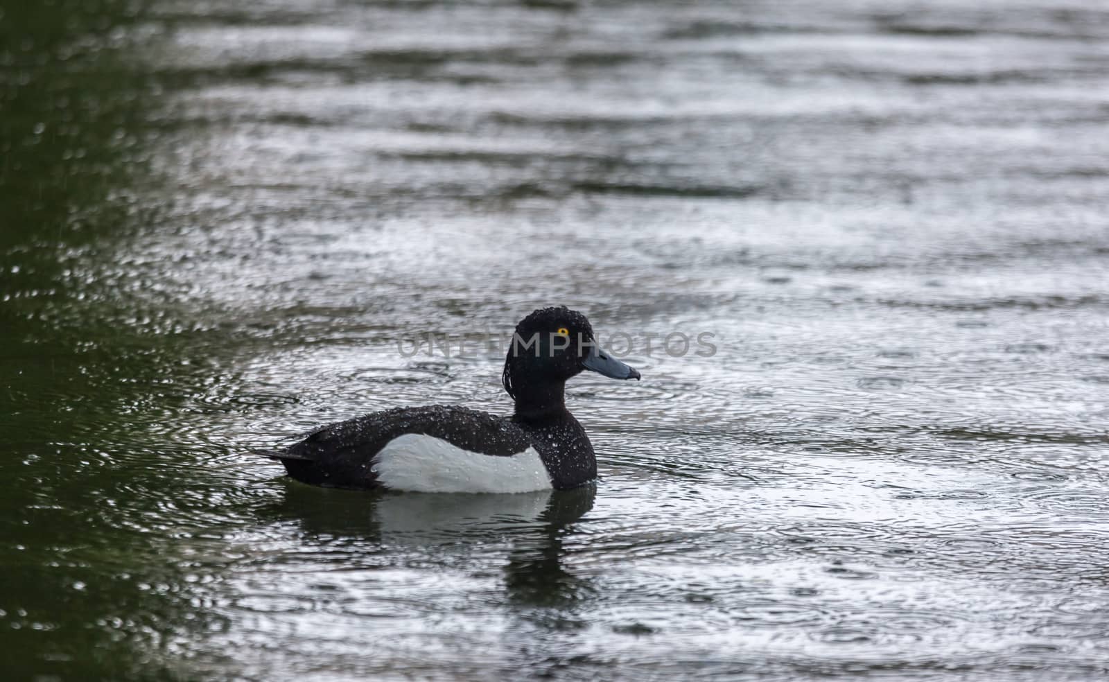 Floating under rain duck