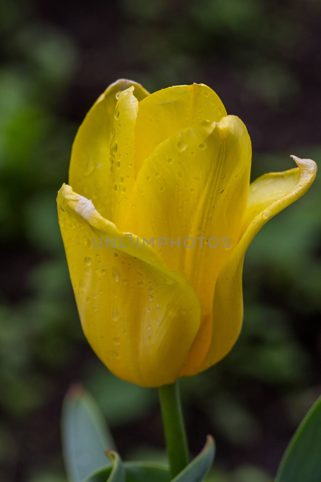 Yellow tulip by dpetrakov