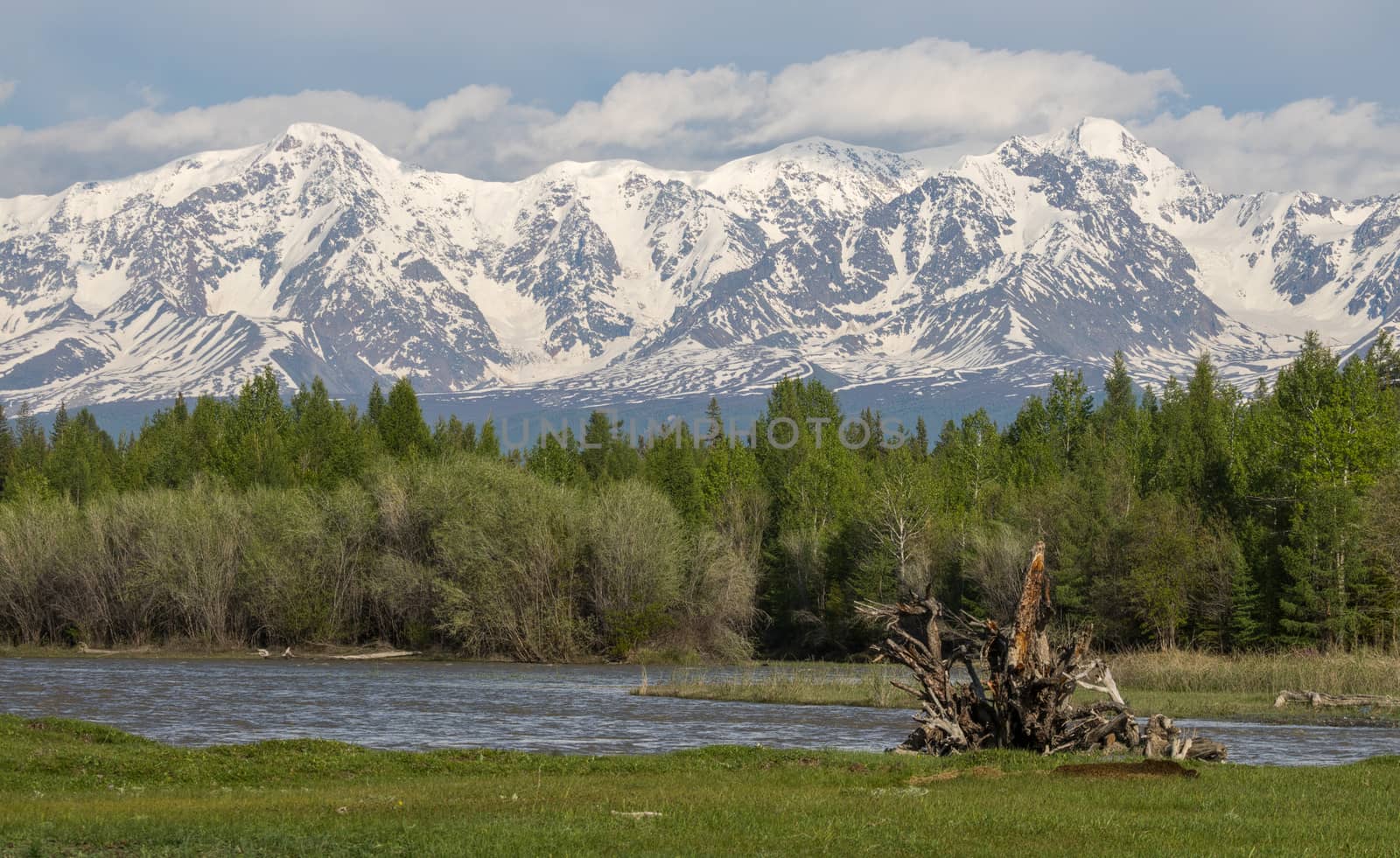 The mountain river, against the woody mountains, originating from a thawing glacier. Western Siberia, Altai mountains.