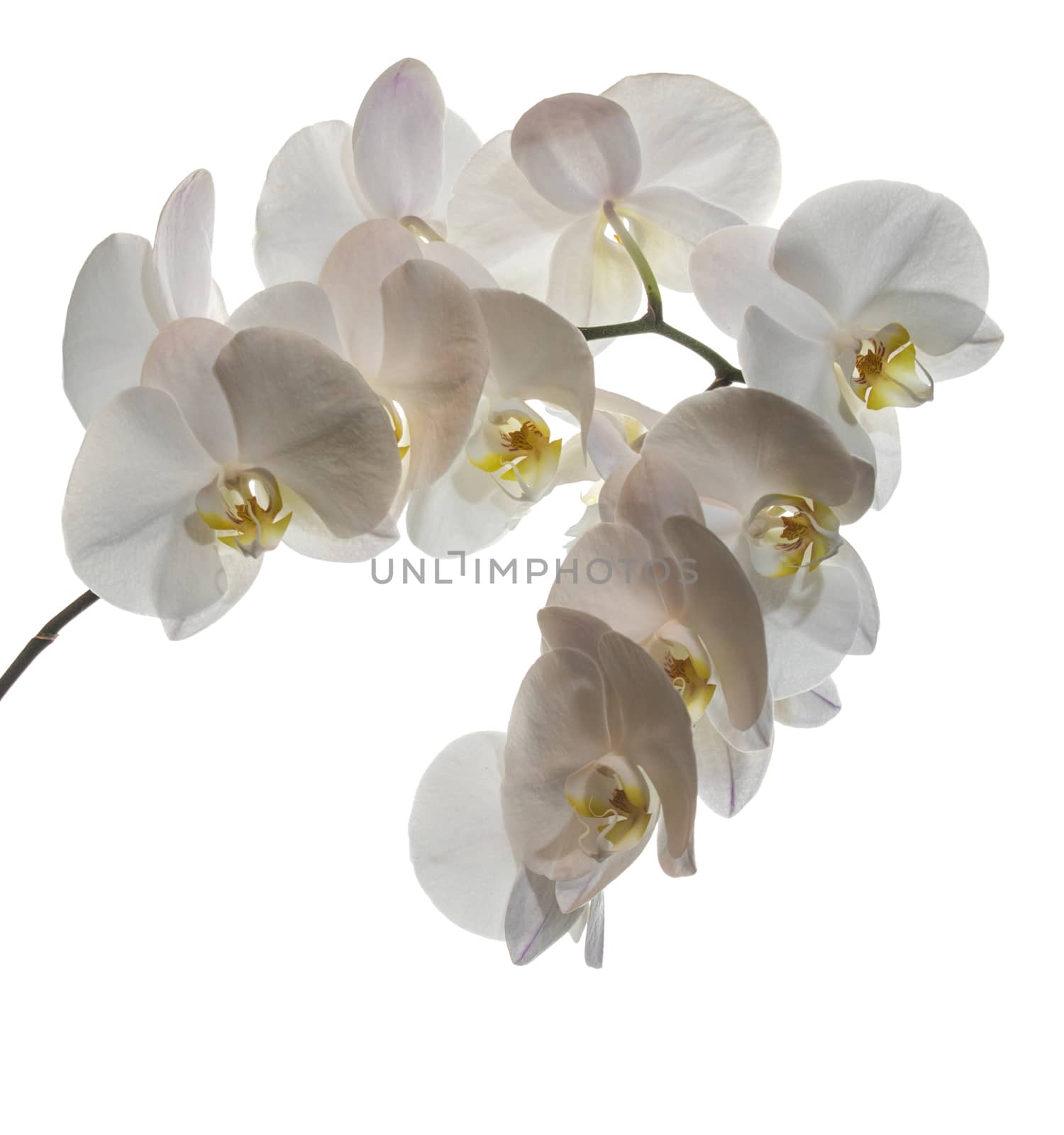 Flowering branch of white orchids on a white background