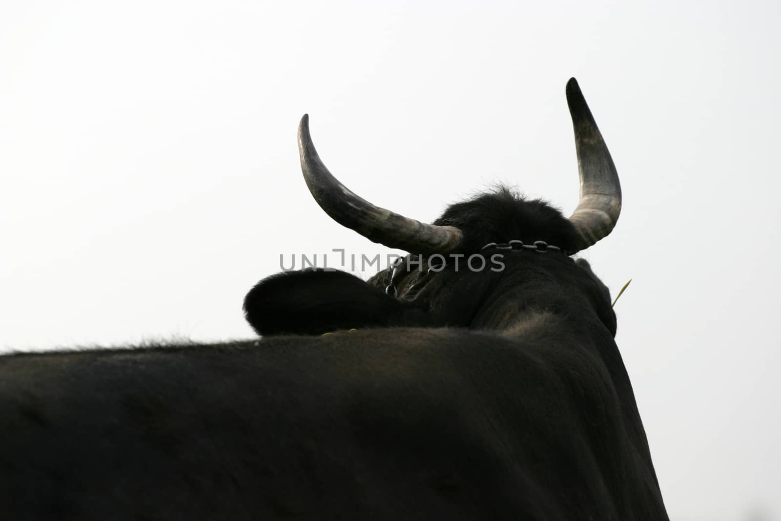 Cow horns silhouetted against white.