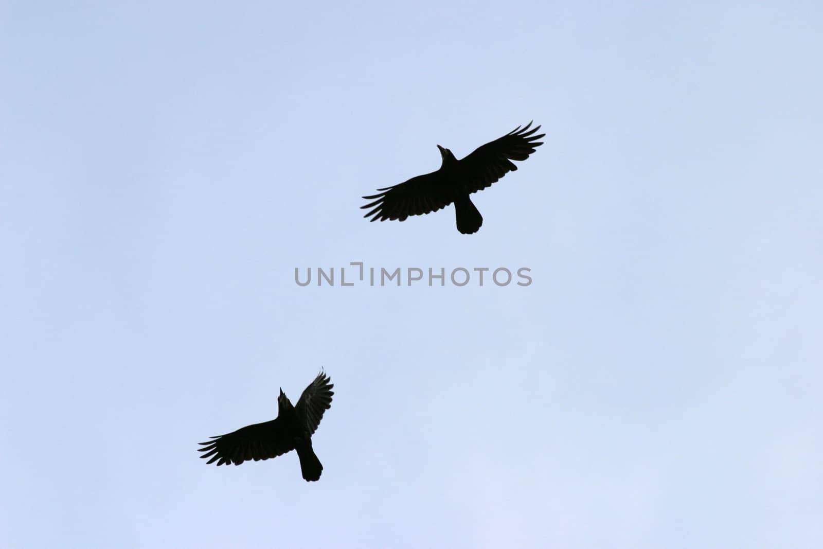 Two birds flying over blue sky.