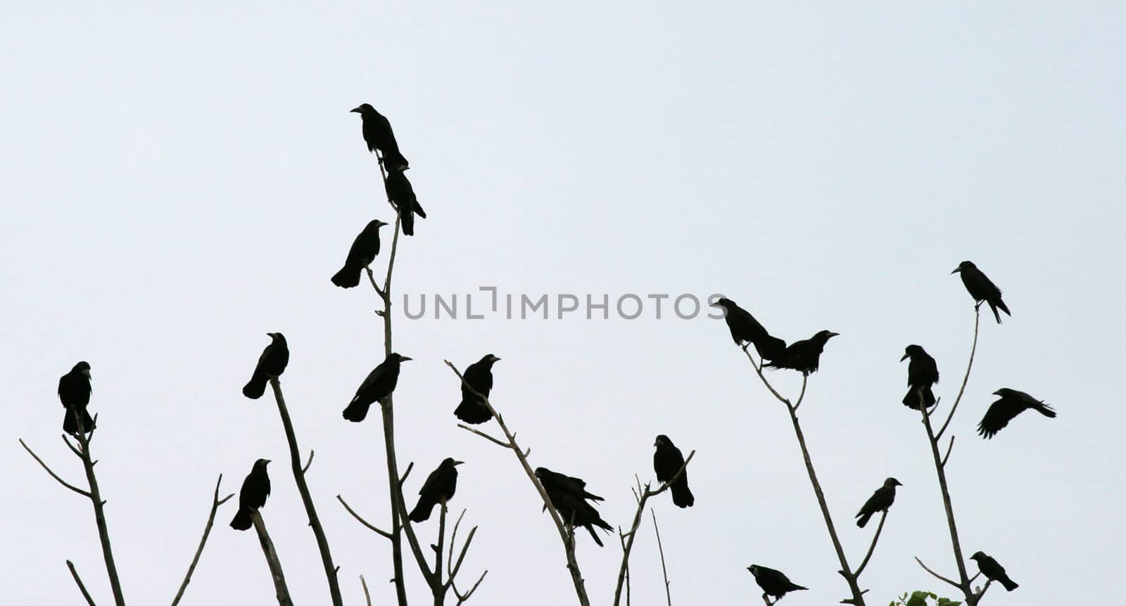 Group of crows sitting on dead tree.