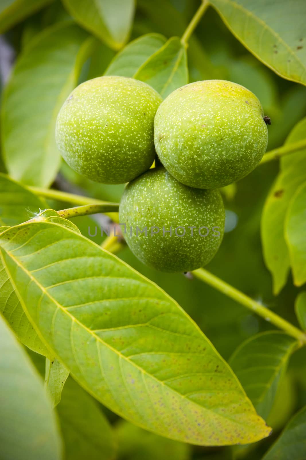 Vivid green walnuts hanging from a branch.