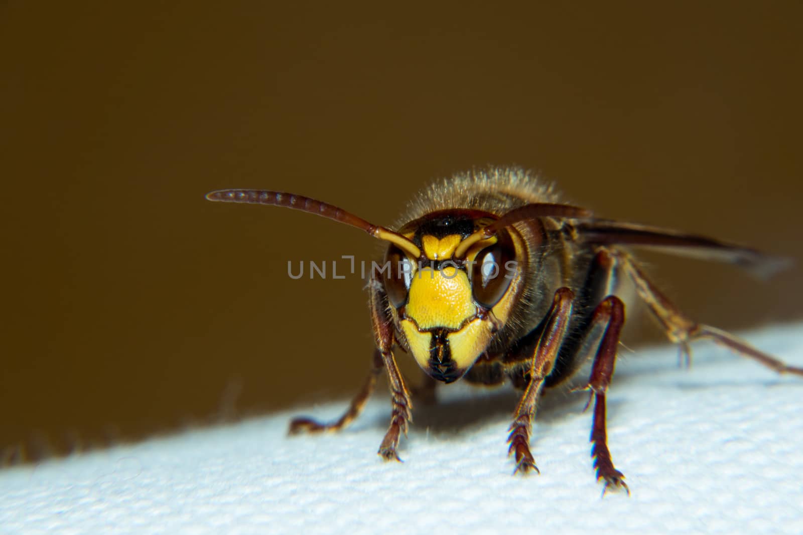 European hornet by thomas_males