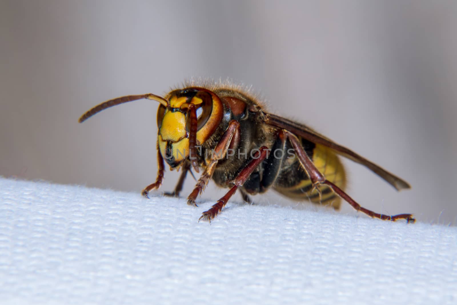 European hornet is a very large wasp