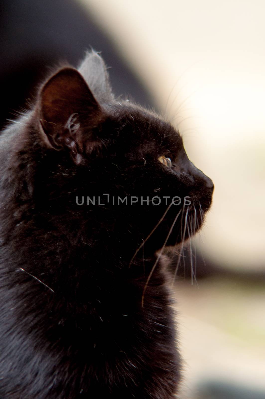 An image of a beautiful black cat at home.