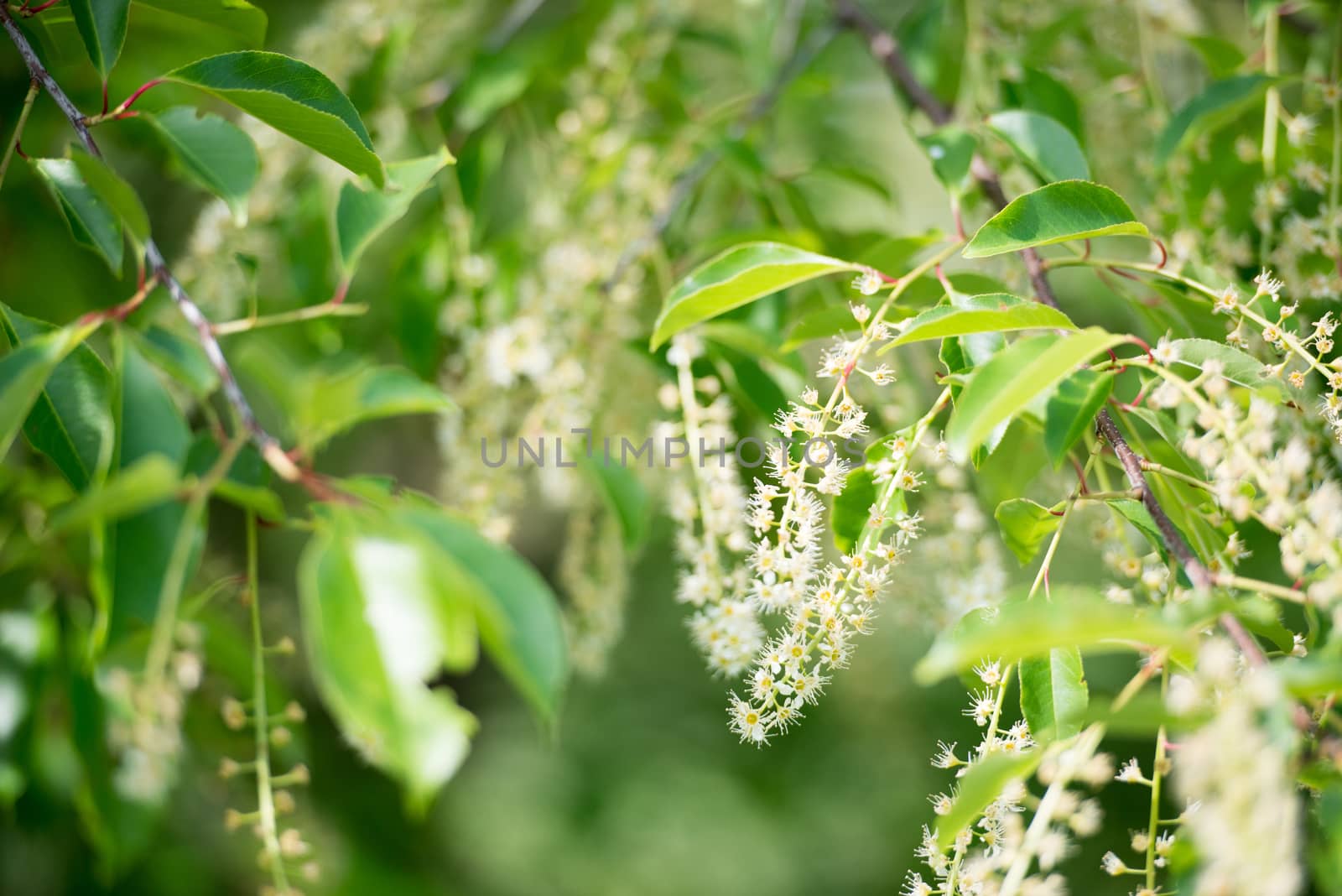 an image of green leaf background
