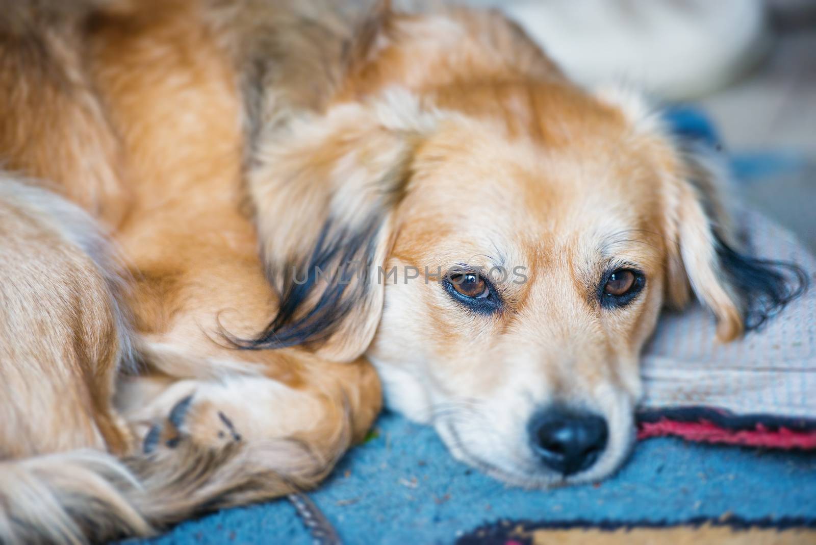 An image of funny dog portrait 
