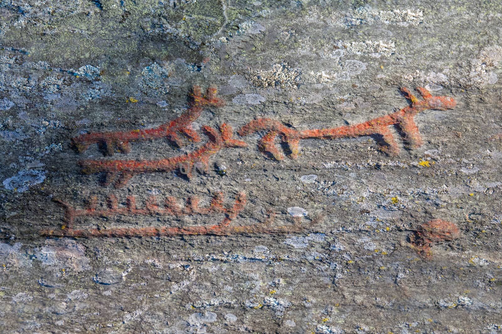 Petroglyphs by thomas_males