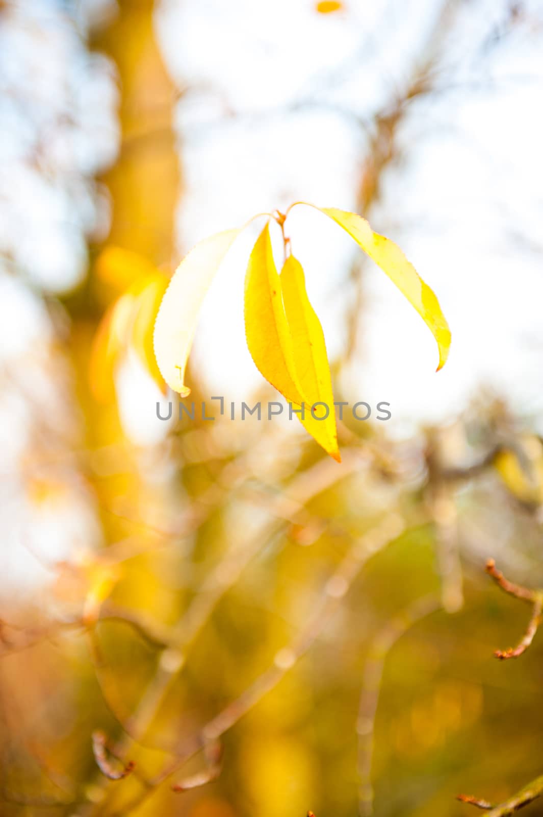 An image of Beautiful autumn yellow leaves