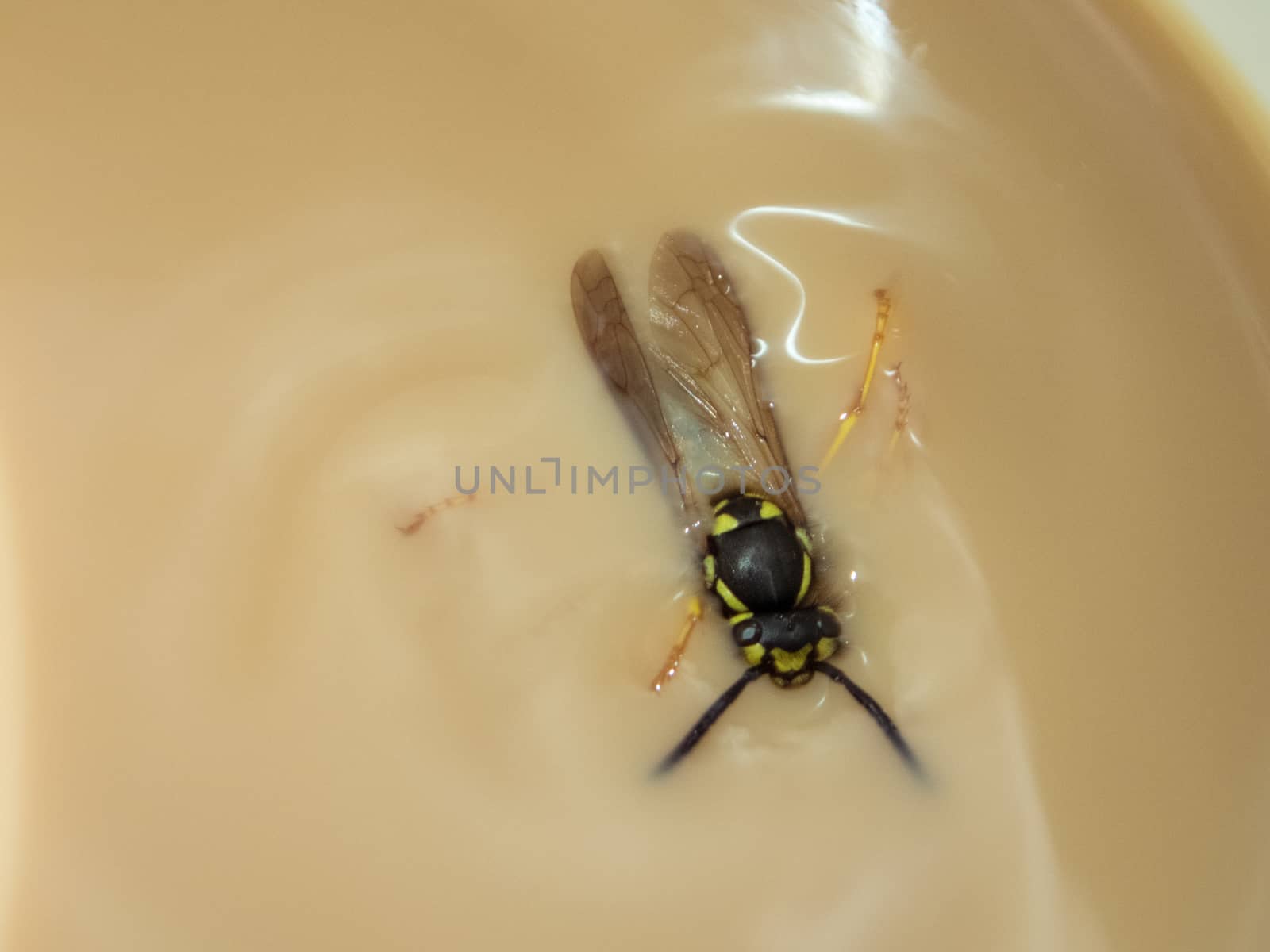 Wasp in the coffe by thomas_males