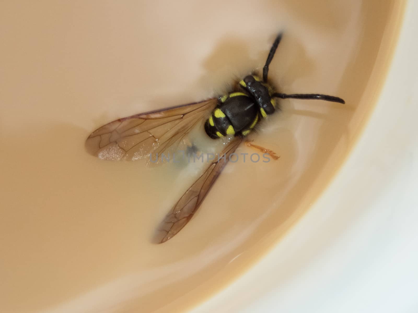 Wasp and coffe by thomas_males