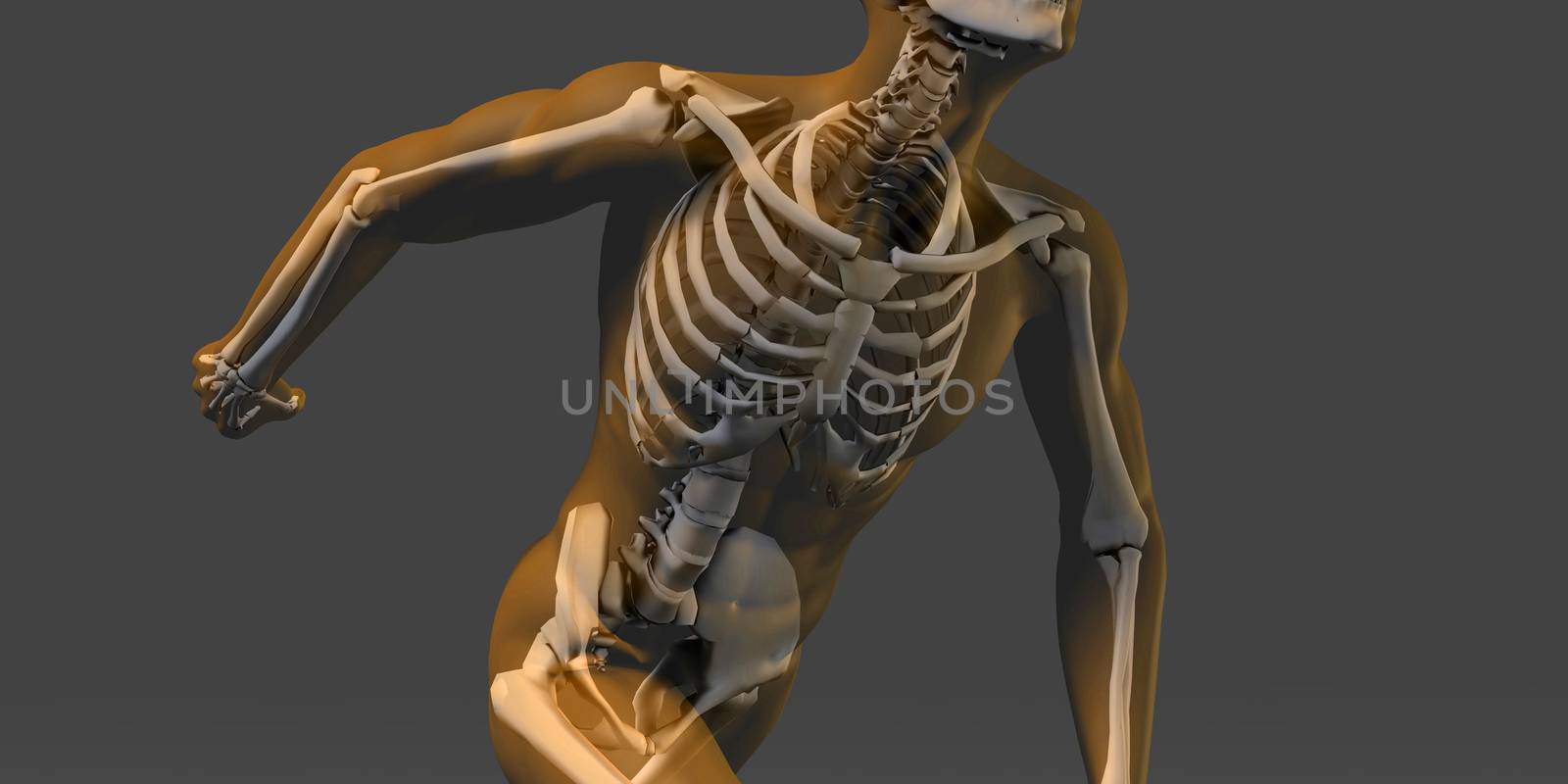 Human Body and Skeleton Anatomy Xray Concept