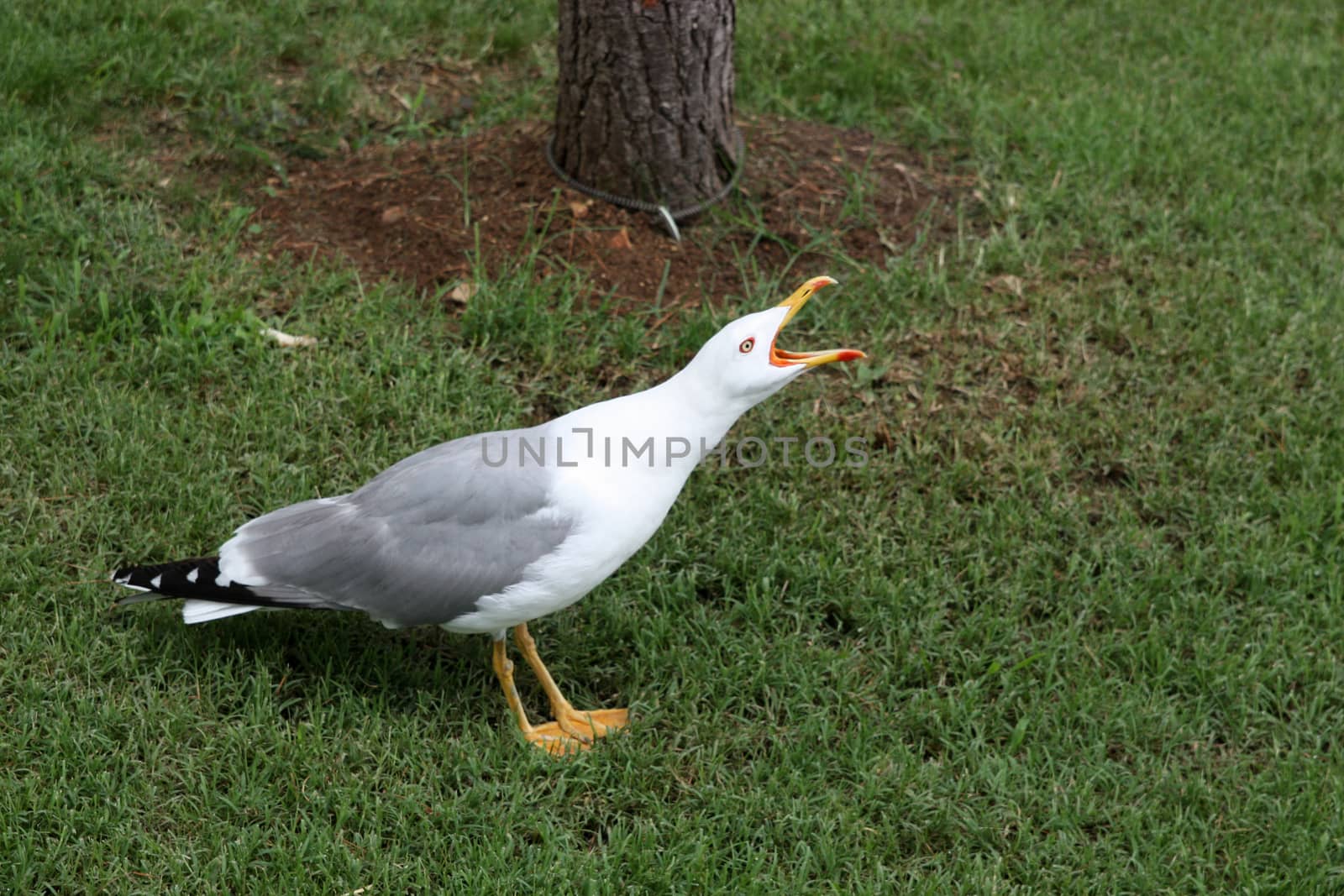 Seagull screaming standing on a lawn grass.