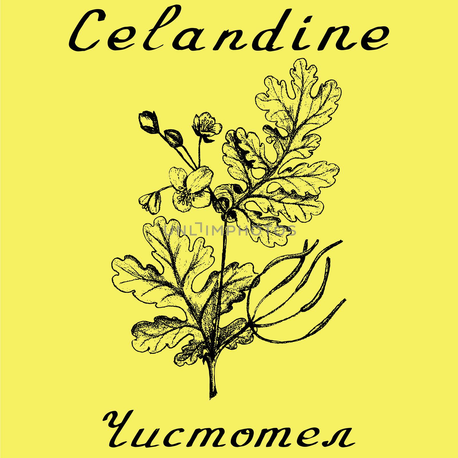 Greater celandine hand drawn sketch botanical illustration. Vector illustation. Medical herbs. Lettering in English and Russian languages