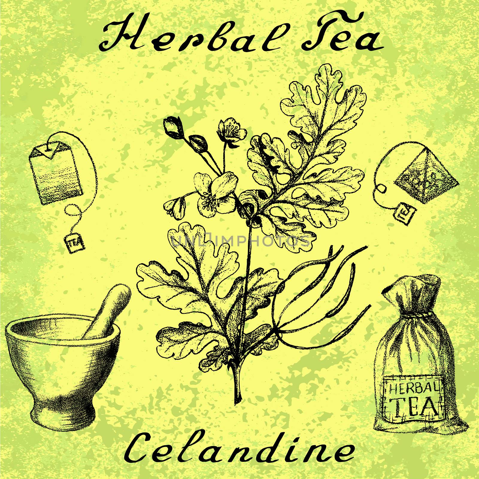 Greater celandine hand drawn botanical illustration. Vector drawing. Herbal tea elements - tea bag, bag, mortar and pestle. Medical herbs. Lettering in English languages. Grunge background