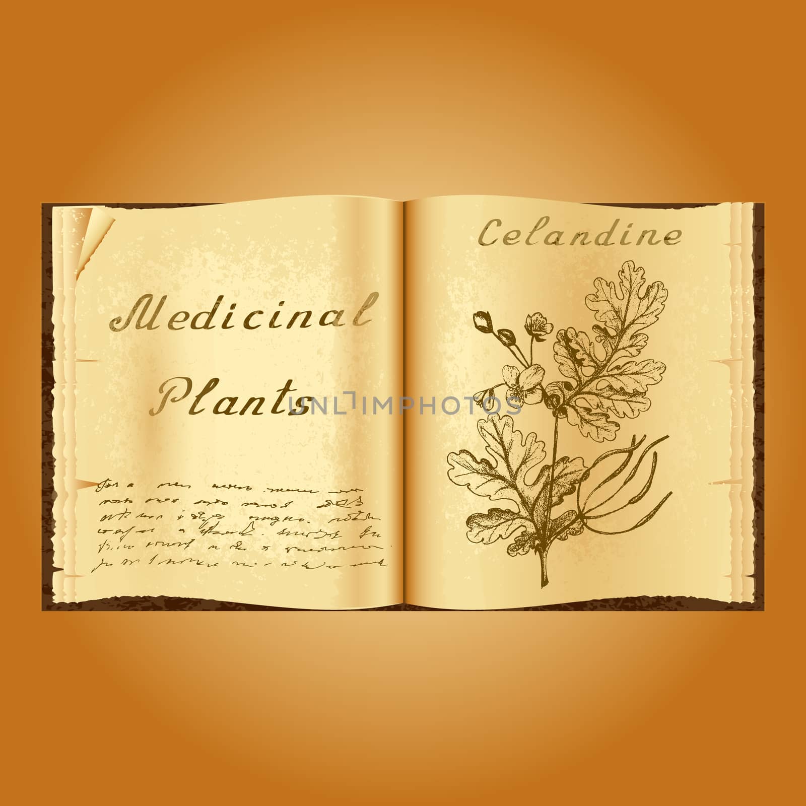 Greater celandine. Botanical illustration. Medical plants. Book herbalist. Old open book by Julia_Faranchuk