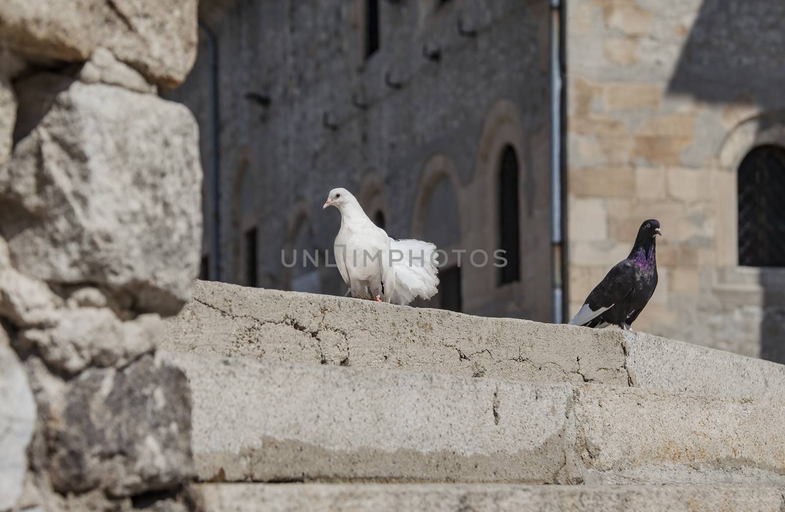 White and black pigeons on stairs in front of a massive building in the background.