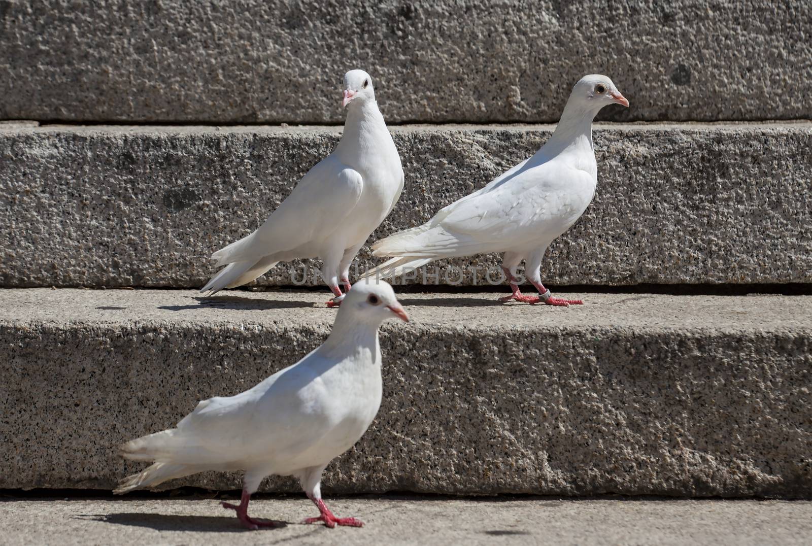 Three white pegeons on a stone granite stairs.