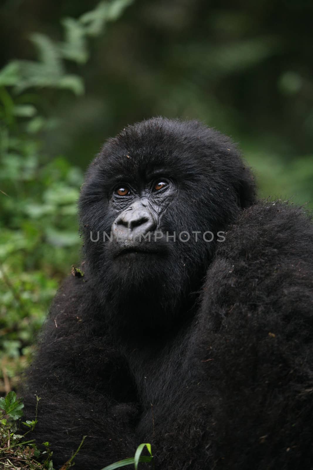 Wild Gorilla animal Rwanda Africa tropical Forest