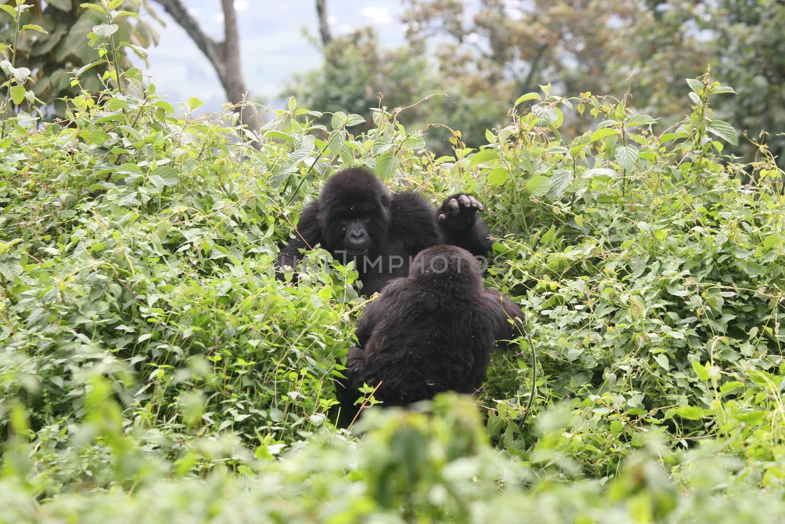 Wild Gorilla animal Rwanda Africa tropical Forest by desant7474